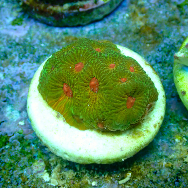 TC Favites Green Fascination - Imagen 2
