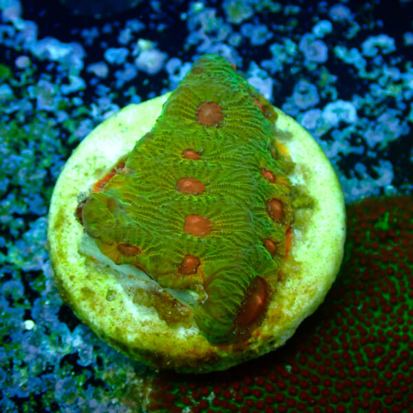 TC Favites Green Fascination - Imagen 2
