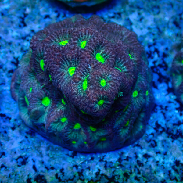 TC Favites Toxic Eyes Colonia - Imagen 2