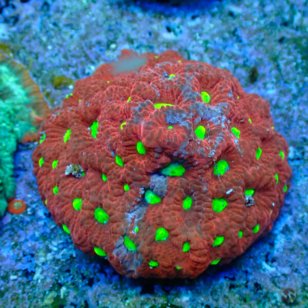 TC Favites Grafted Colonia - Imagen 2