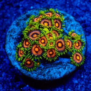TC Zoanthus Blow Pop