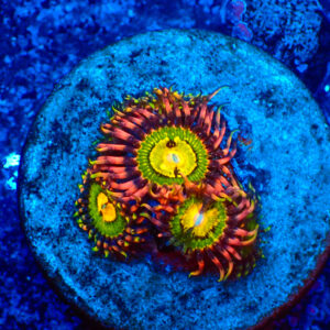 TC Zoanthus Buttkisser