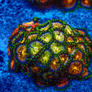 TC Zoanthus Nirvana colonia