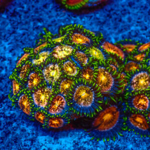 TC Zoanthus Nirvana colonia