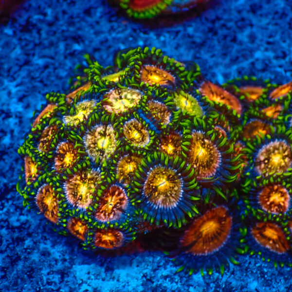 TC Zoanthus Nirvana colonia