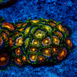 TC Zoanthus Nirvana colonia