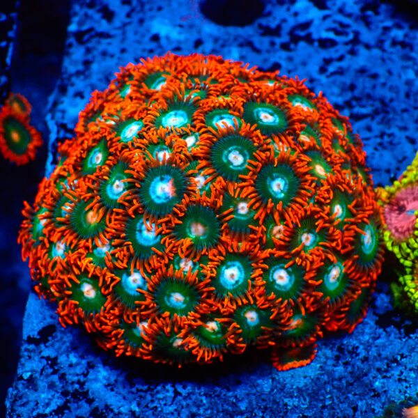TC Zoanthus Gatorade colonia