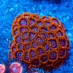 TC Zoanthus Red Hornets colonia