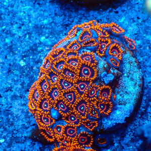 TC Zoanthus Red Hornets colonia