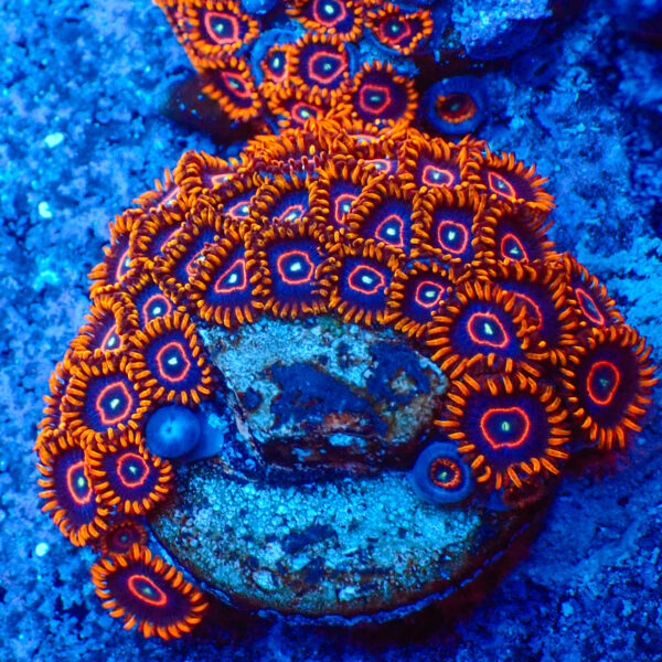 TC Zoanthus Red Hornets colonia