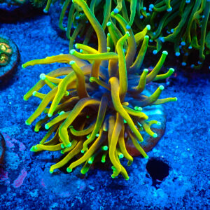 TC Euphyllia glabrecens Dragon Soul