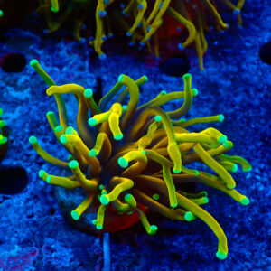 TC Euphyllia glabrecens Dragon Soul
