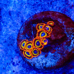 TC Zoanthus Fruit Loops