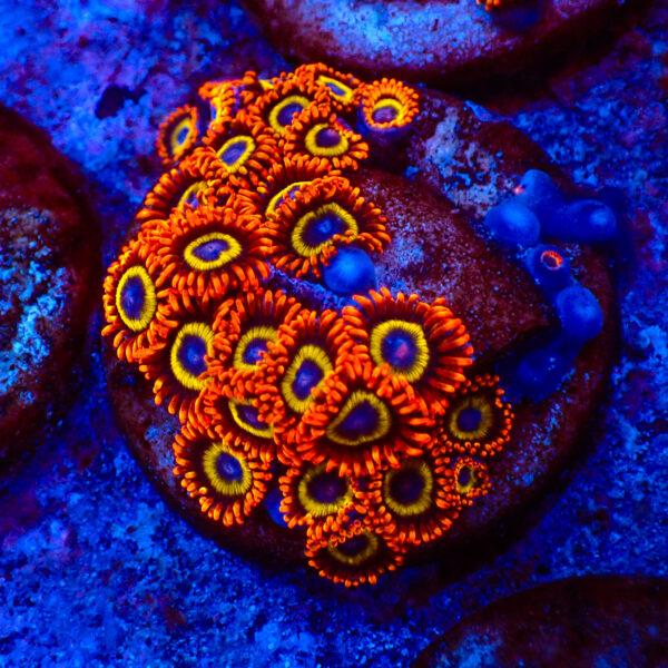 TC Zoanthus Fruit Loops colonia
