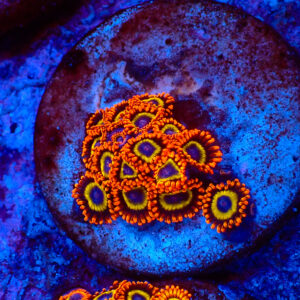 TC Zoanthus Fruit Loops