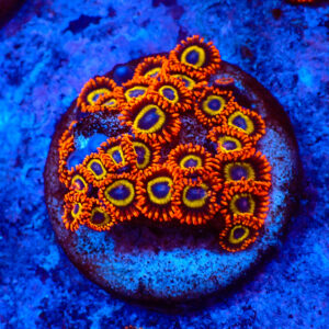 TC Zoanthus Fruit Loops colonia