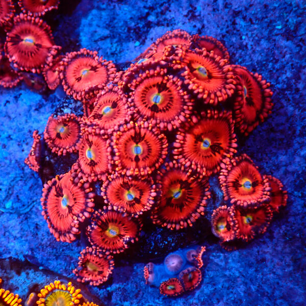 TC Zoanthus Pink Sakura colonia