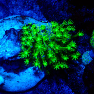 TC Sarcophyton Toxic Green talla S