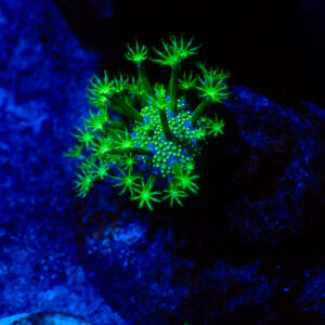 TC Sarcophyton Toxic Green talla S