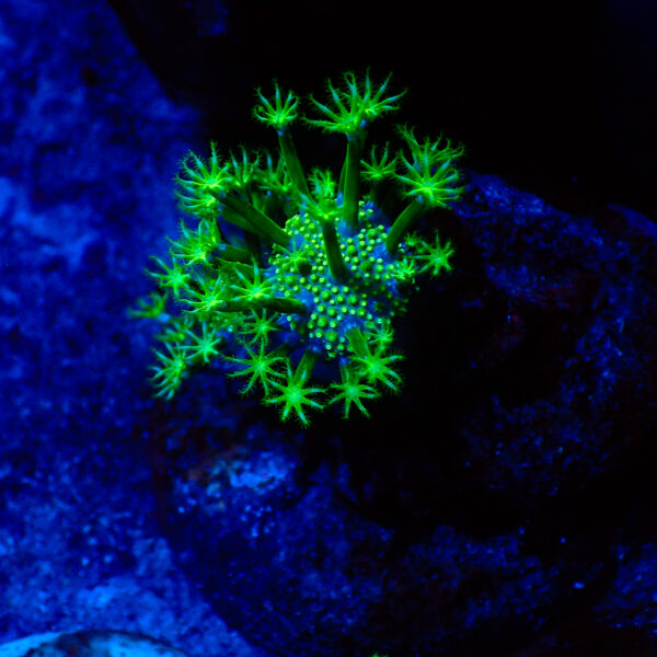 TC Sarcophyton Toxic Green talla S