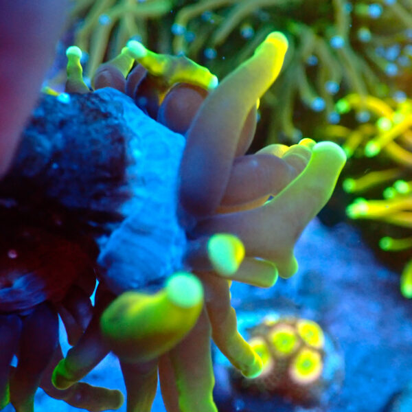 TC Euphyllia glabrecens Dragon Soul - Imagen 3