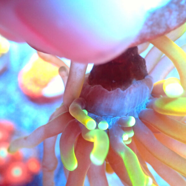 TC Euphyllia glabrecens Dragon Soul - Imagen 3