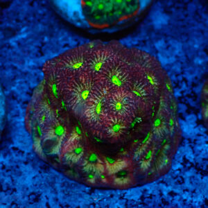 TC Favites Toxic Eyes Colonia
