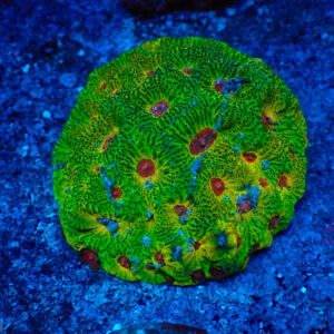 TC Favites Green Fascination Colonia