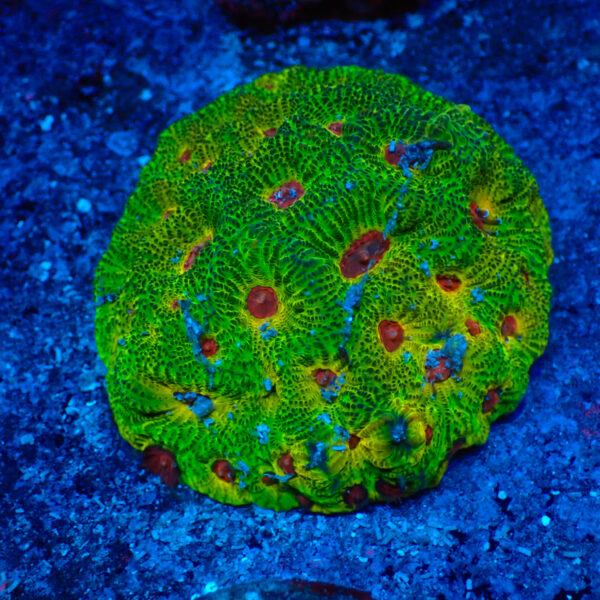 TC Favites Green Fascination Colonia