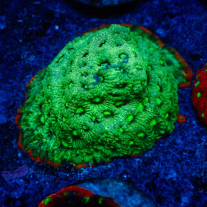TC Favites Guacamole Colonia