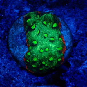 TC Favites Guacamole