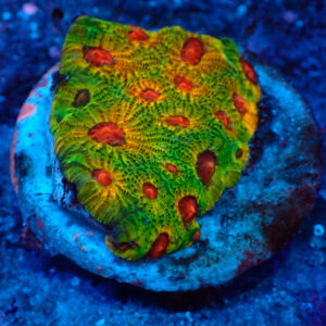 TC Favites Green Fascination