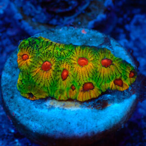 TC Favites Green Fascination