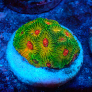 TC Favites Green Fascination