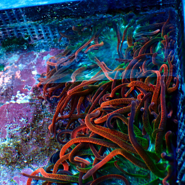 TC Entacmaea Quadricolor OG Black Widow - Imagen 2