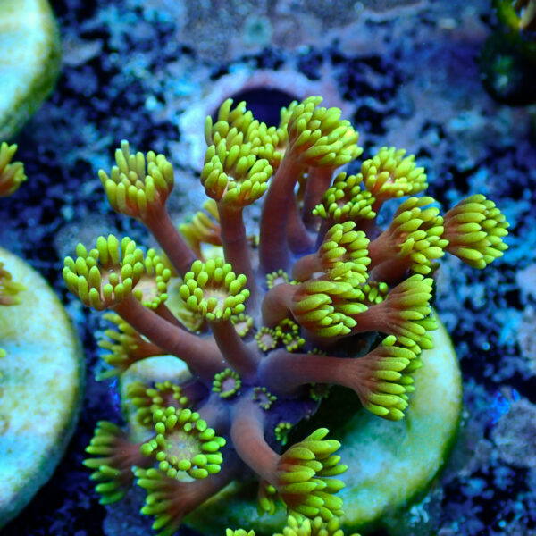 TC Goniopora Golden Inferno - Imagen 2