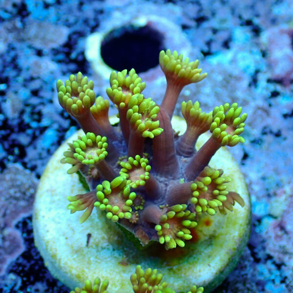 TC Goniopora Golden Inferno - Imagen 2