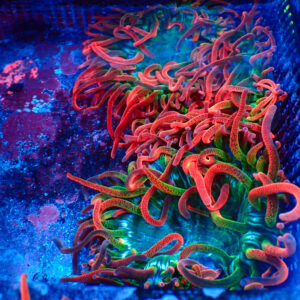 TC Entacmaea Quadricolor OG Black Widow