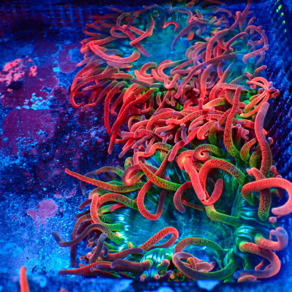 TC Entacmaea Quadricolor OG Black Widow