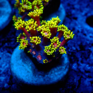 TC Goniopora Golden Inferno