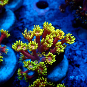 TC Goniopora Golden Inferno