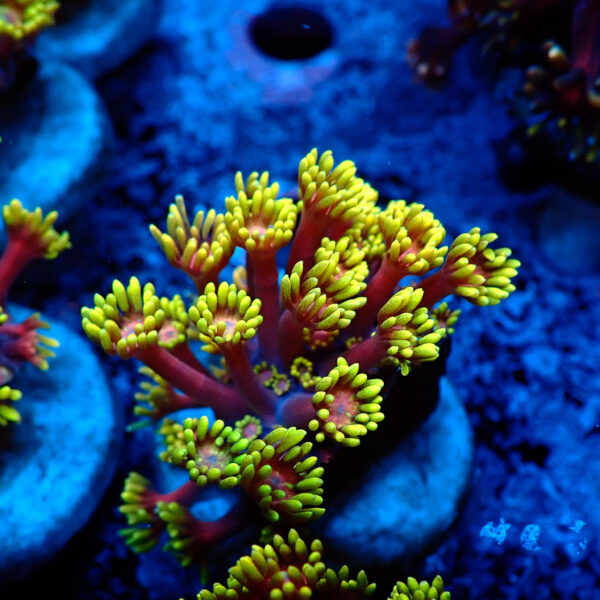 TC Goniopora Golden Inferno