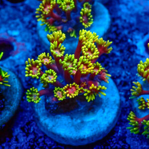 TC Goniopora Golden Inferno