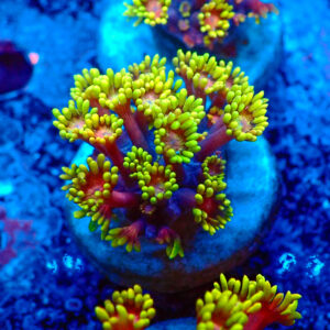TC Goniopora Golden Inferno