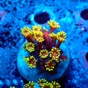 TC Goniopora Golden Inferno