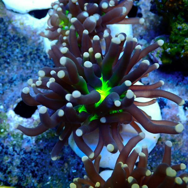 TC Euphyllia glabrecens UFO - Imagen 2