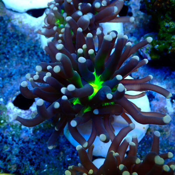 TC Euphyllia glabrecens UFO - Imagen 2