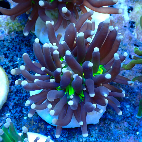 TC Euphyllia glabrecens UFO - Imagen 2