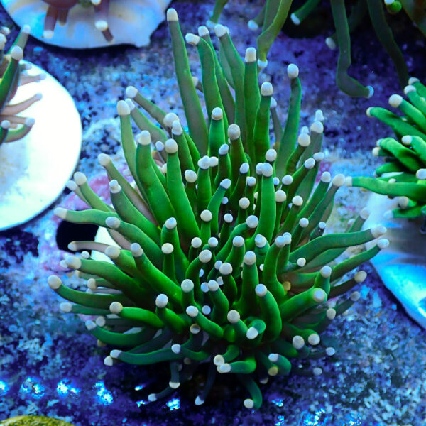 TC Euphyllia glabrecens Pink Tips 2 cabezas - Imagen 2