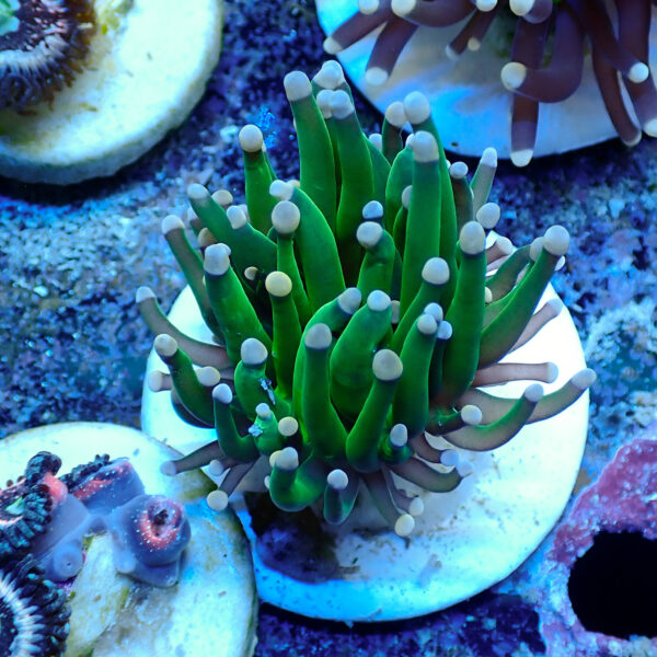 TC Euphyllia glabrecens Pink Tips - Imagen 2